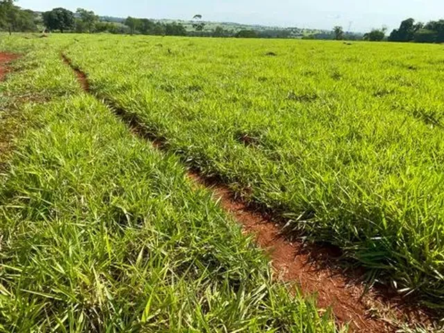 Imagem: 14 Alqueires À 5 Km da Cidade em Trindade-Go