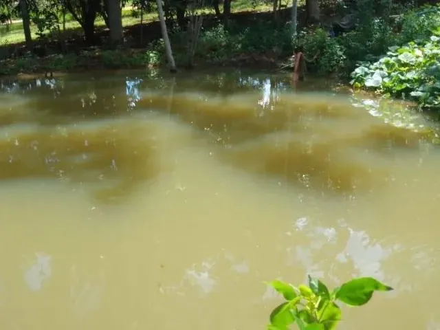 Imagem 3: Chácara de 5.000 M² - Muita Água, Terra Produtiva e Localização Privilegiada!