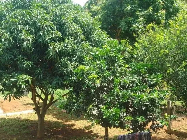 Imagem 6: Chácara de 5.000 M² - Muita Água, Terra Produtiva e Localização Privilegiada!