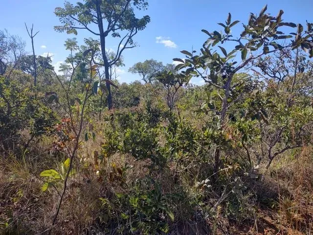 Imagem: Fazenda Goiás Área pra Reserva