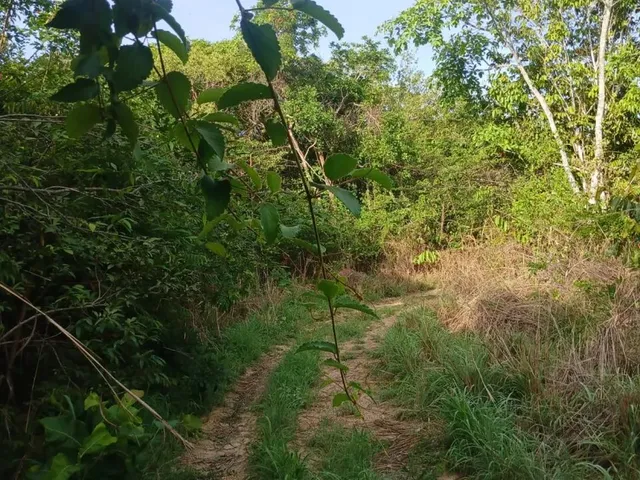 Imagem: Vendo Chácara em Jaraguá Góias Aceito