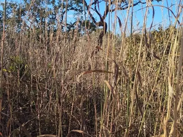 Imagem 6: Chacara À Venda