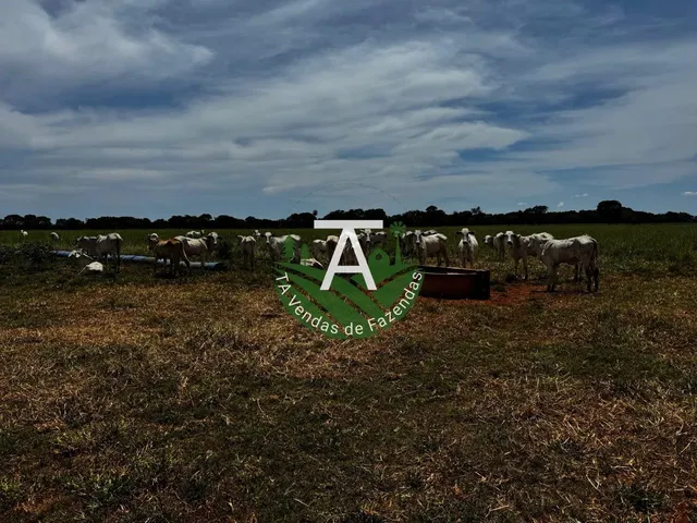 Imagem 9: Fazenda de 54 Alq em Itapirapuã-Go