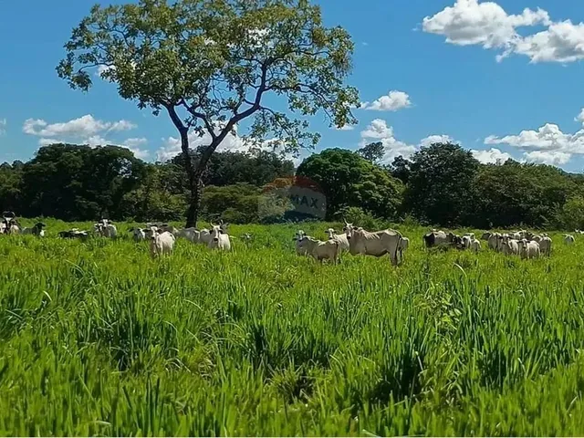 Imagem 14: Área para Plantio de Soja;Grãos.criação de Gado Bovino. 900 Hectares.agricultura E