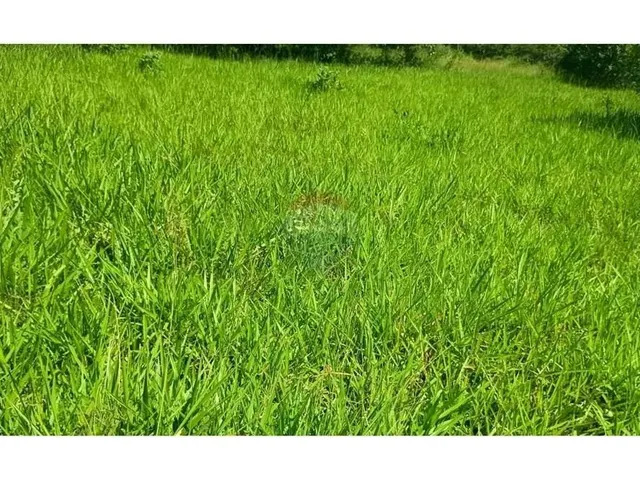Imagem 3: Área para Plantio de Soja;Grãos.criação de Gado Bovino. 900 Hectares.agricultura E