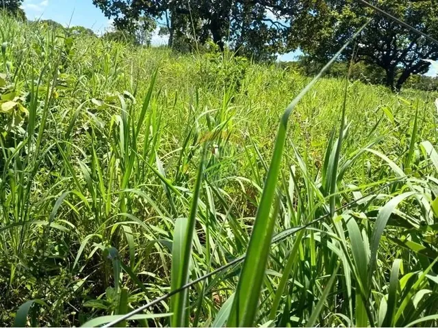 Imagem 11: Área para Plantio de Soja;Grãos.criação de Gado Bovino. 900 Hectares.agricultura E