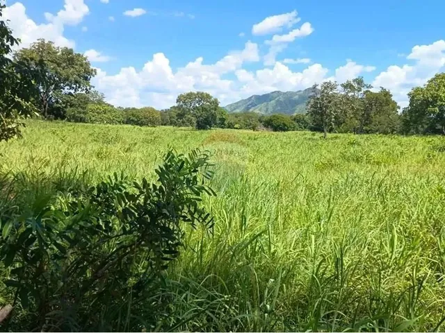 Imagem 9: Área para Plantio de Soja;Grãos.criação de Gado Bovino. 900 Hectares.agricultura E