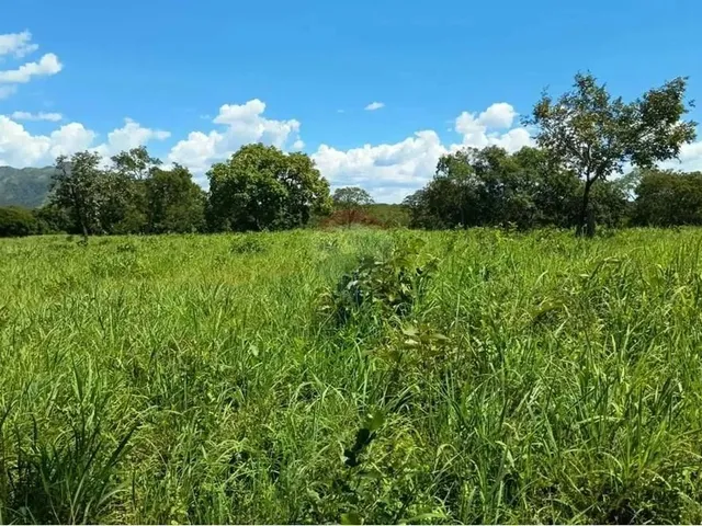 Imagem 7: Área para Plantio de Soja;Grãos.criação de Gado Bovino. 900 Hectares.agricultura E