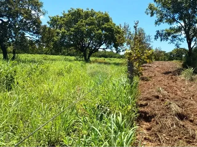 Imagem 6: Área para Plantio de Soja;Grãos.criação de Gado Bovino. 900 Hectares.agricultura E