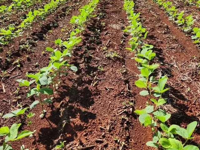 Imagem: Fazenda a Venda em Barro Alto / Goiás!!!