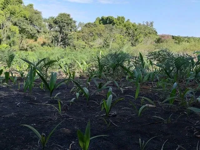 Imagem 12: Linda Chacara com Bica D´agua Proxima a Anápolis!