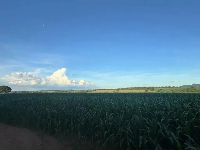 Imagem 2: Fazenda a Venda - Itaberaí - Go