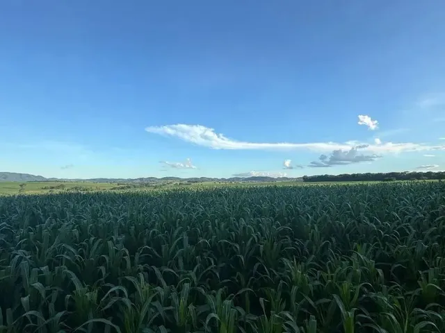 Imagem 8: Fazenda a Venda - Itaberaí - Go