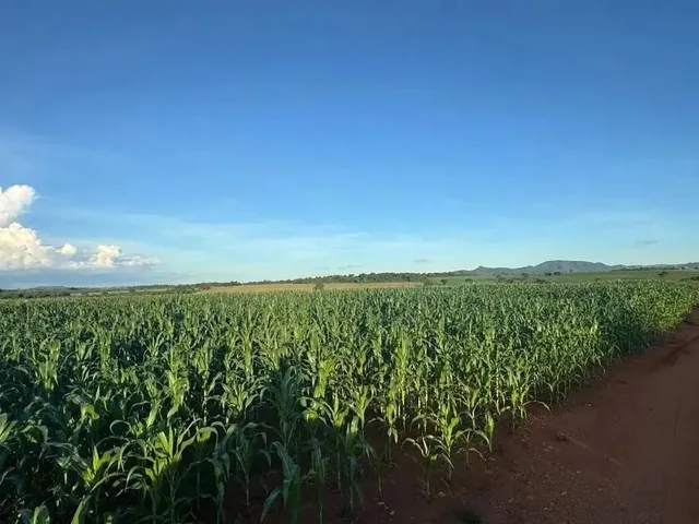 Imagem 4: Fazenda a Venda - Itaberaí - Go