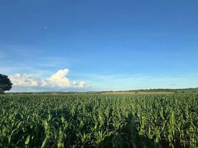 Imagem 6: Fazenda a Venda - Itaberaí - Go