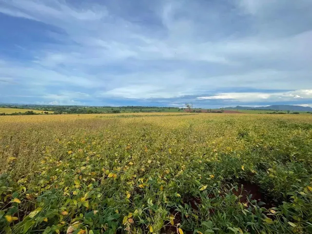 Imagem 10: Fazenda a Venda - Itaberaí - Go