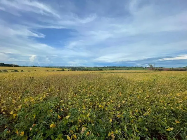 Imagem 7: Fazenda a Venda - Itaberaí - Go