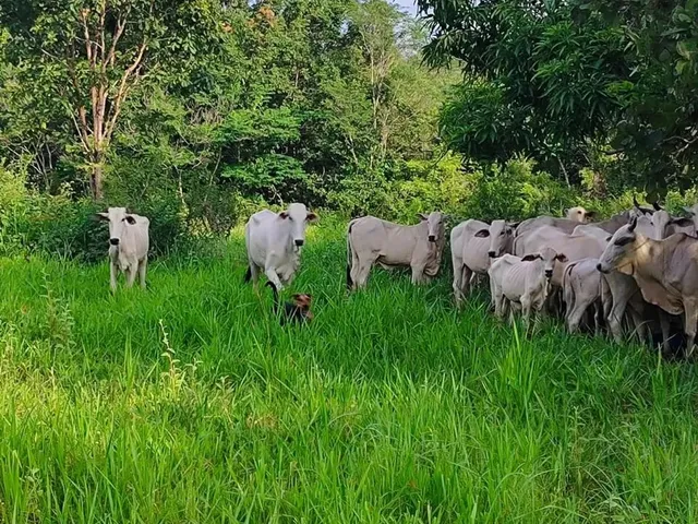 Imagem: A Amp Amp M Imoveis Vende Exelente Fazenda