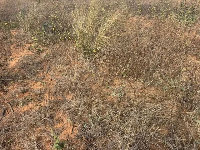 Imagem 3: Chacaras Demarcadas em Serra Azul