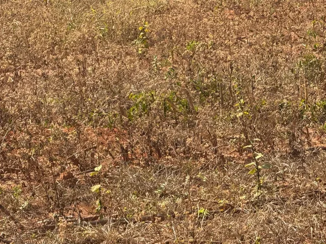 Imagem 12: Chacaras Demarcadas em Serra Azul