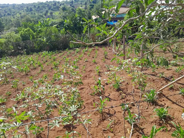 Imagem: Lotes no Bairro Paraíso em Mateus Leme