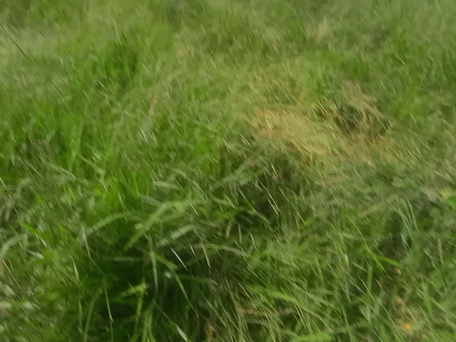 Imagem 3: Terreno com Acesso Asfaltado