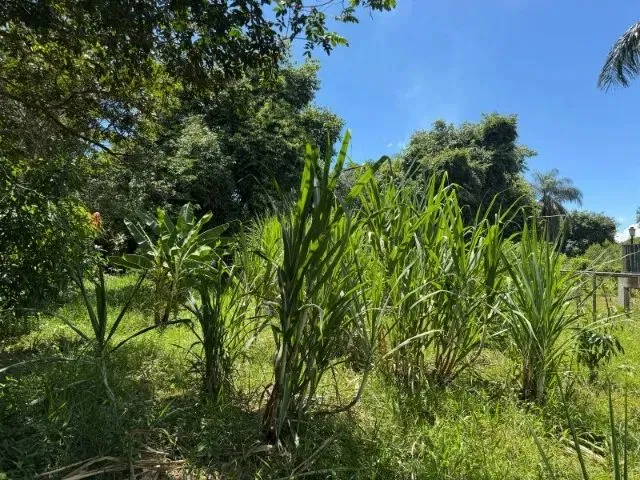 Imagem 10: Sítio Rural de 5.000M² em Jaboticatubas, Divisa com Baldim!