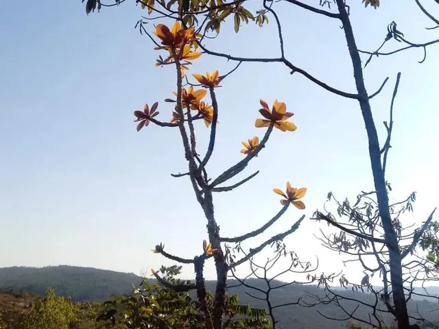 Imagem 2: Vendo Ou Troco Chácara em Itatiaiuçu