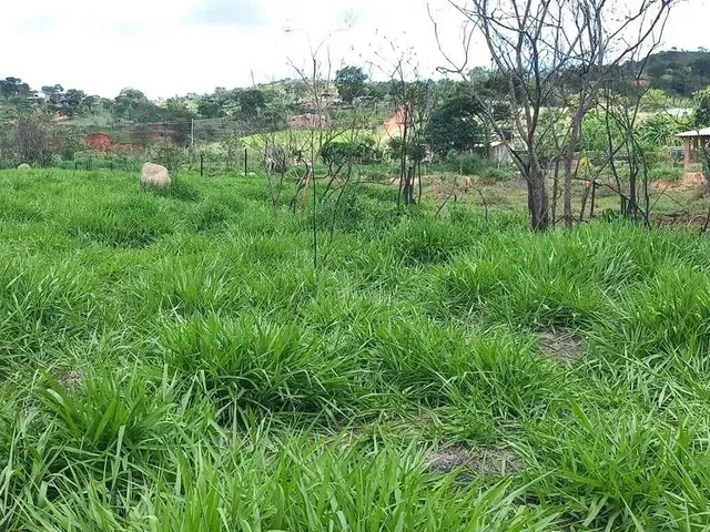 Imagem 5: Chácaras Planas, Registradas com 1000Mts, 2X= de R$10.000,00 Mais Parcelas
