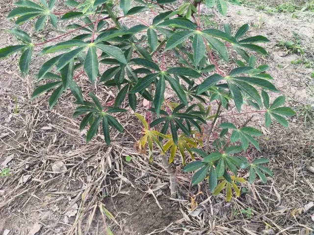 Imagem 6: Terreno em Taquaraçu de Minas
