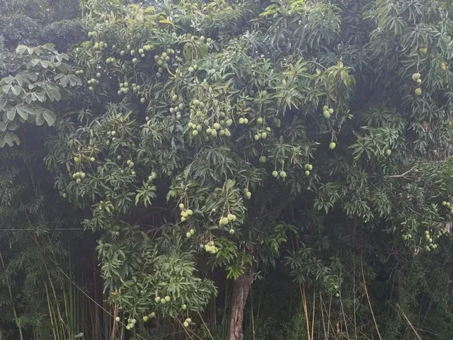 Imagem 9: Terreno em Taquaraçu de Minas