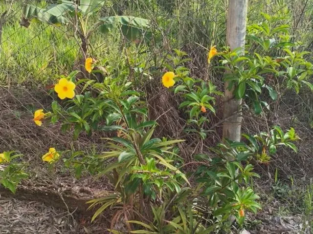 Imagem 15: Terreno em Taquaraçu de Minas