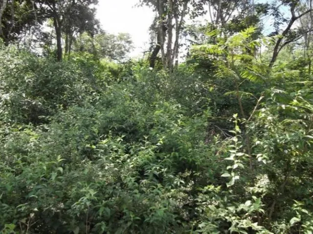Imagem 4: Linda Chácara de 2.500 M², com Nascente a 100 Metros do Rio Cipó (Temos Varias