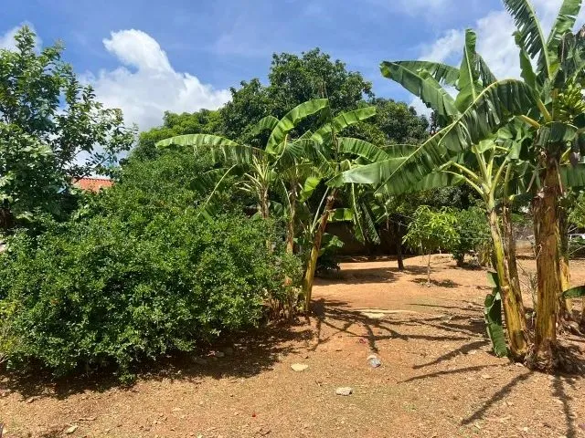 Imagem: Sitio 720 M², Plano, Arvores Frutíferas
