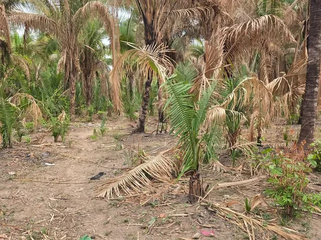 Imagem: Terreno para Sítio 15 X 147 a 30 Km de
