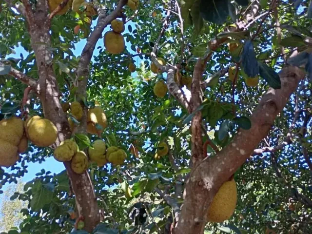 Imagem 3: Vendo Um Sítio com Casinha Simples