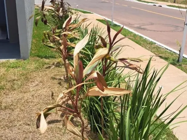 Imagem 12: 260.000 Condomínio Pronta pra Morar!!! - Condomínio Ipê - Parque do Cerrado