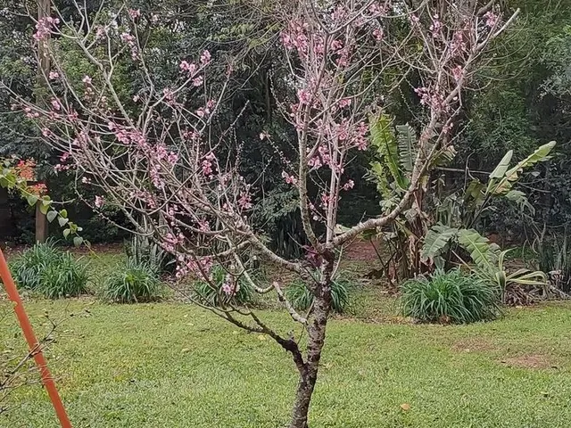 Imagem: Vendo Sítio de 2 Hectares 5 Dormitórios