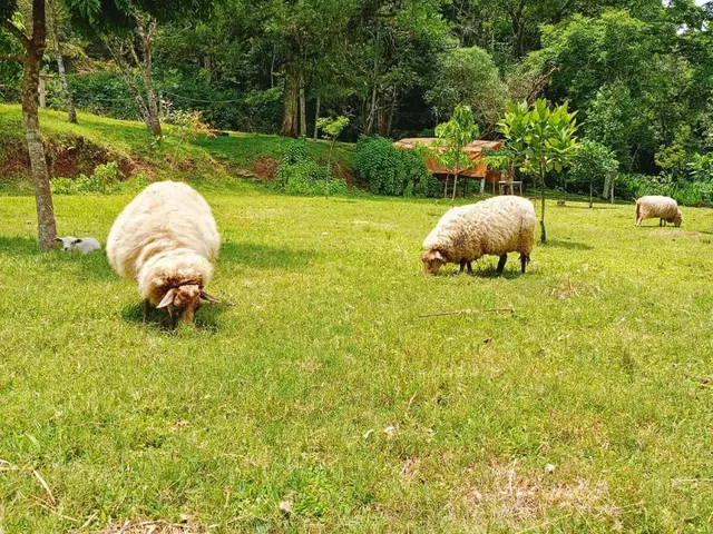 Imagem 6: Sítio Completo em Picada Verão - Sapiranga/Rs