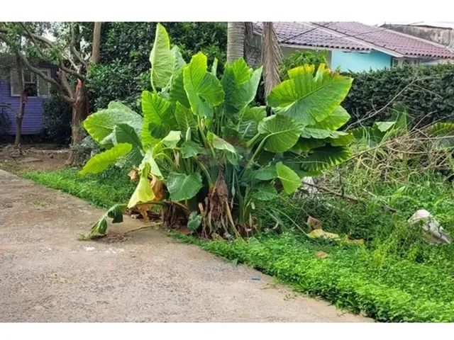 Imagem 6: Terreno Privilegiado em Cachoeirinha - 210M²