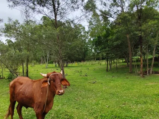 Imagem 10: Sítio, Sapiranga Rs, Valor 198,900,00