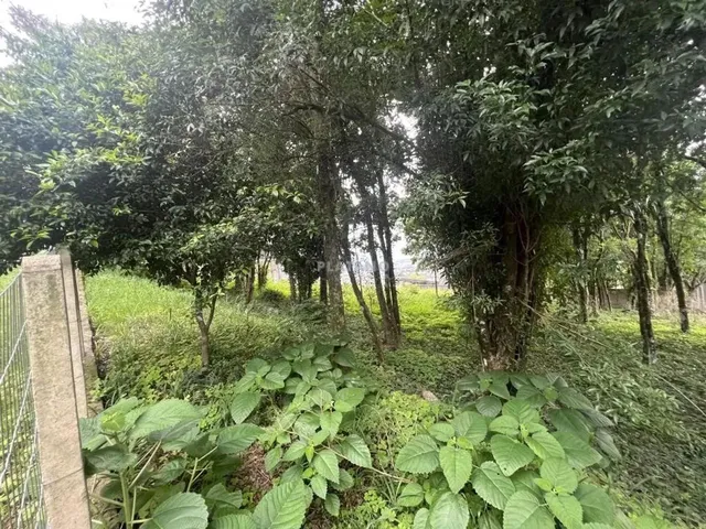 Imagem 6: Imóvel no Jardim Panorâmico, Ivoti