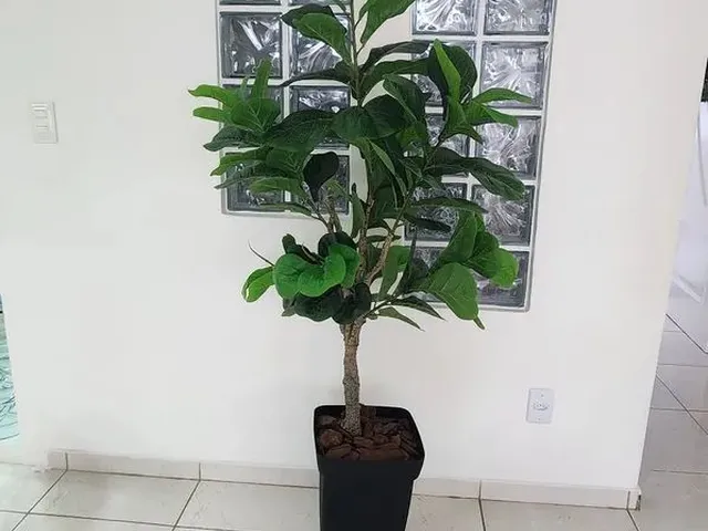 Imagem 8: Aparentemente na Lagoa do Araça, 3 Quartos e 2 Banheiro, Tendo 70M²