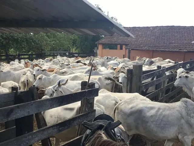 Imagem: Fazenda para Venda em Araruama/Rj, 52 Alqueires