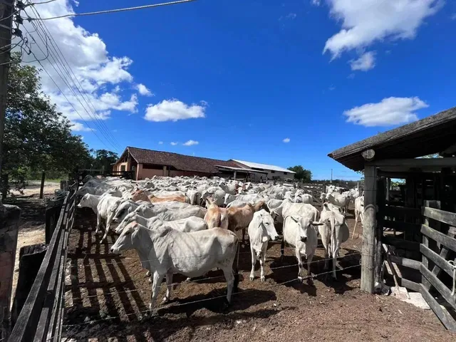 Imagem: A fazenda possui 2.516.800m² de Área e está localizado