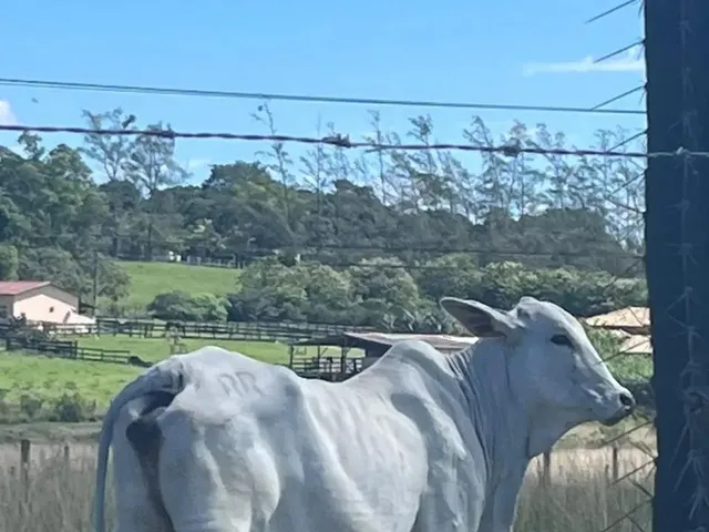 Imagem 9: Fazenda em Araruama com 52 Alqueires - São Vicente de Paula -...