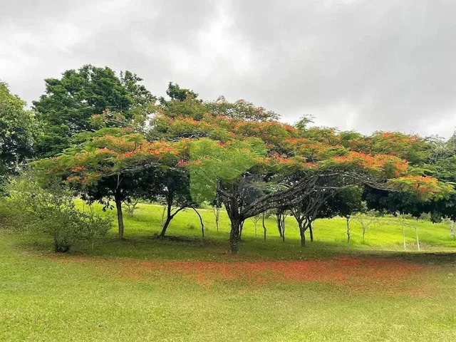 Imagem 5: .