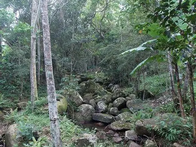 Imagem 4: Belíssima Área de Terra em Ratones, Florianópolis