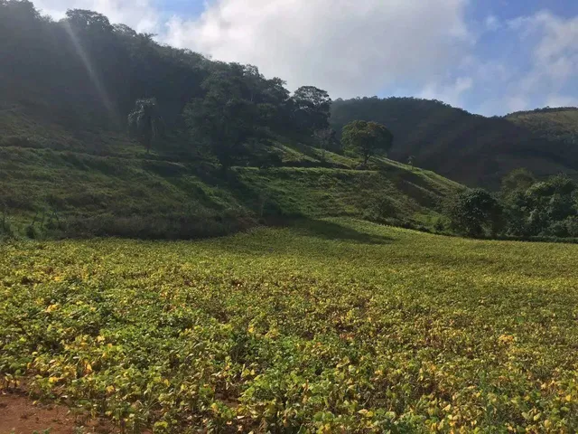 Imagem 8: Fazenda 208 Hectares. Ponte Nova / Barra Longa