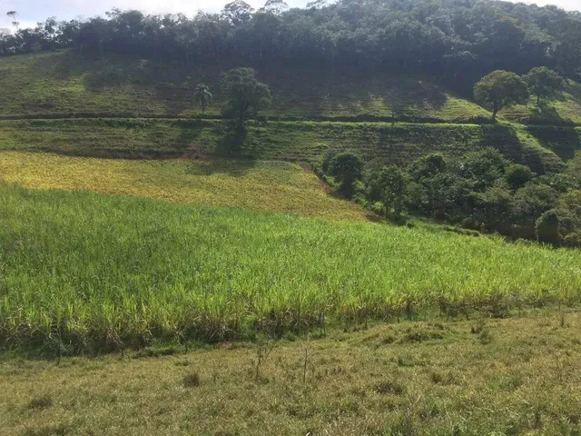 Imagem 14: Fazenda 208 Hectares. Ponte Nova / Barra Longa